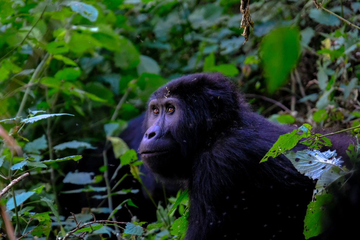 Protecting Virunga: A Beacon of Hope for Climate Change, Agriculture, and Biodiversity