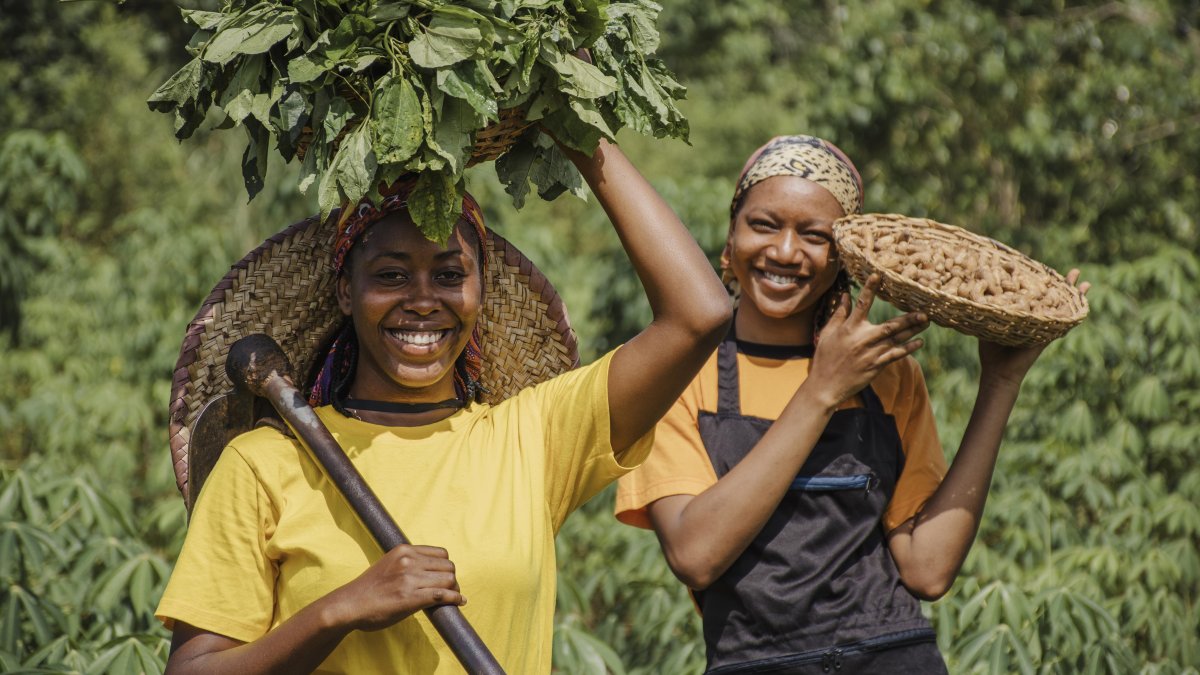 Support AMICUS VERDE Harvest Harmony Initiative